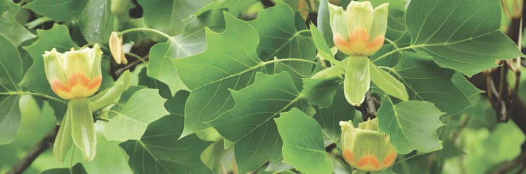 Liberty Tree Cover Image