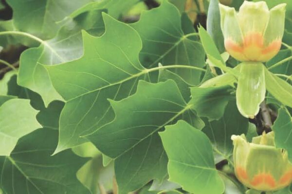 Liberty Tree Cover Image